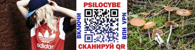 Купить закладки  Старая Русса  Псилоцибиновые грибы Psilocybe 